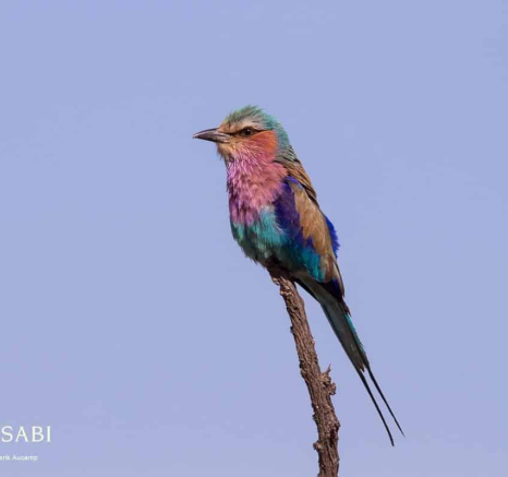 04Frederik Aucamp Lilac Breasted Roller 28 10 2018 Final 04Frederik Aucamp Lilac Breasted Roller 28 10 2018 Final
