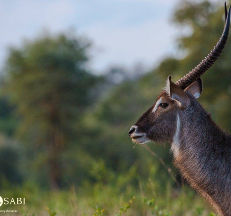10Terry Ennever Filler Waterbuck Final 10Terry Ennever Filler Waterbuck Final