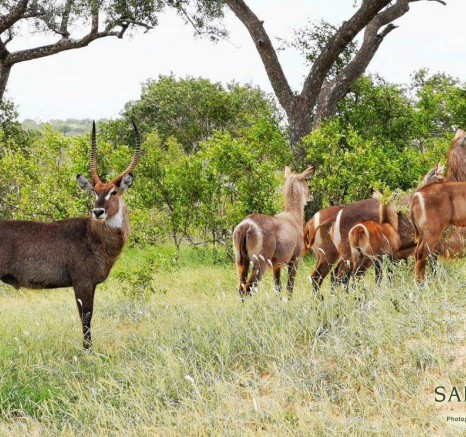 05Kerry Lee Roberg Waterbuck 20012019 Final 05Kerry Lee Roberg Waterbuck 20012019 Final