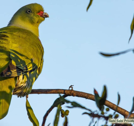 04Kerry Lee Roberg Green Pigeon Final 04Kerry Lee Roberg Green Pigeon Final