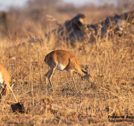 10Frederik Aucamp Steenbok 03 09 2019 8 Final 10Frederik Aucamp Steenbok 03 09 2019 8 Final