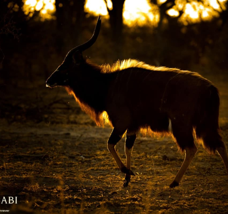 04Terry Ennever Nyala Sunset Final 04Terry Ennever Nyala Sunset Final