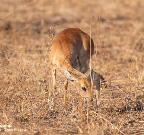 04Frederik Aucamp Steenbok 03 09 2019 2 Final 04Frederik Aucamp Steenbok 03 09 2019 2 Final