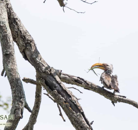 05Kevin Van Der Linde Southern Yellow Billed Hornbill Blog 4 Final 05Kevin Van Der Linde Southern Yellow Billed Hornbill Blog 4 Final