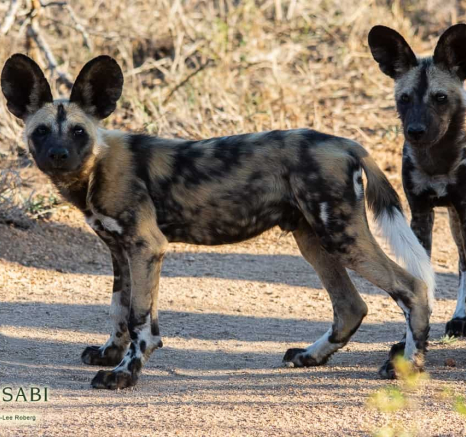 10Kerry Lee Roberg Wild Dogs.6 Final 10Kerry Lee Roberg Wild Dogs.6 Final