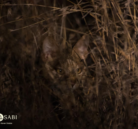 05Kevan Dobbie African Wild Cat 231018 Final 05Kevan Dobbie African Wild Cat 231018 Final