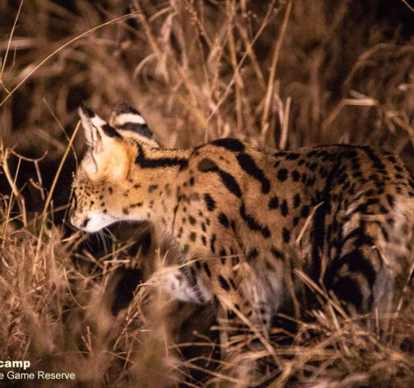 04Frederik Aucamp Serval 23 10 2019 2 Final 04Frederik Aucamp Serval 23 10 2019 2 Final