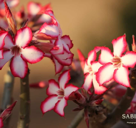05Steff McWilliam Impala Lily 28072019 Final 05Steff McWilliam Impala Lily 28072019 Final