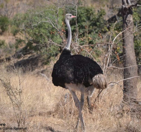 04Ronald Mutero Ostrich 23082019 Final 04Ronald Mutero Ostrich 23082019 Final