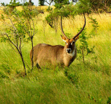 16April13   Waterbuckguest 16April13   Waterbuckguest