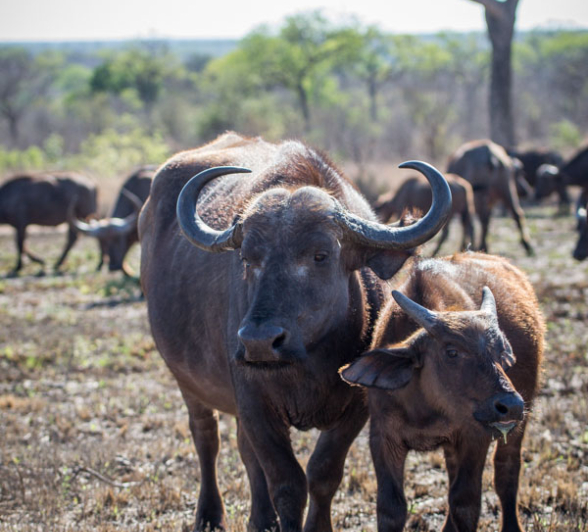 Buff Herd 4 Buff Herd 4