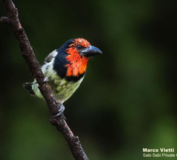 01Marco Vietti Balck Collared Barbet 280220 Final 01Marco Vietti Balck Collared Barbet 280220 Final