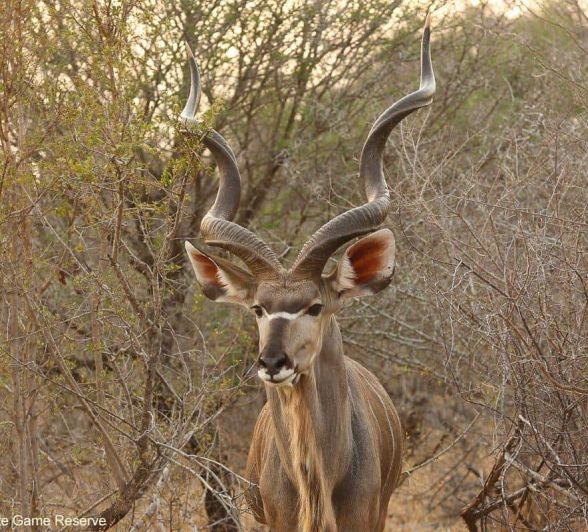 04Erin Herbst Kudu 070820 Final 04Erin Herbst Kudu 070820 Final
