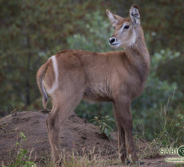 11Kevan Dobbie Waterbuck 110318 Final 11Kevan Dobbie Waterbuck 110318 Final