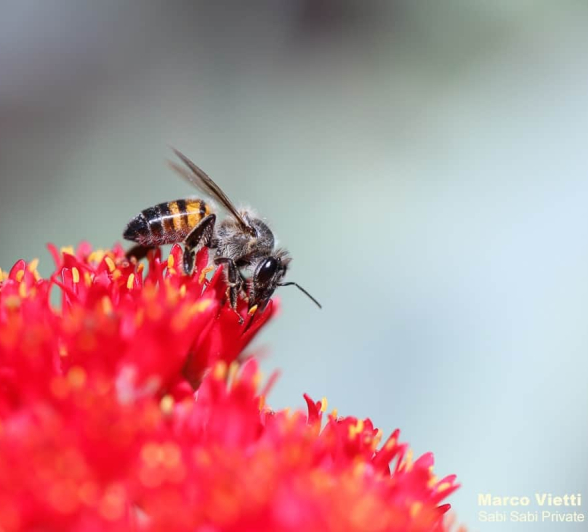 04Marco Vietti Bee 1 030420 Final 04Marco Vietti Bee 1 030420 Final