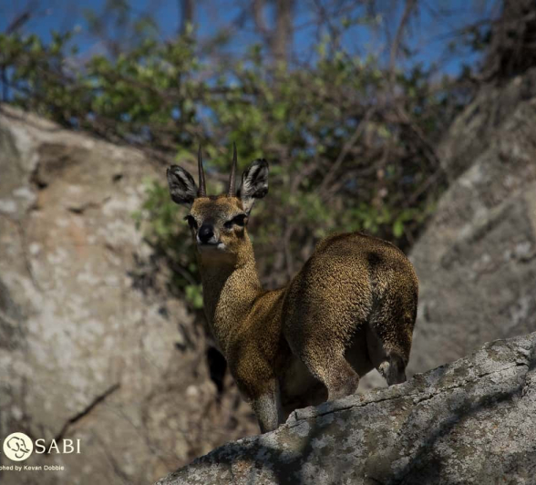 06Kevan Dobbie Klipspringer 1510.2 Final 06Kevan Dobbie Klipspringer 1510.2 Final