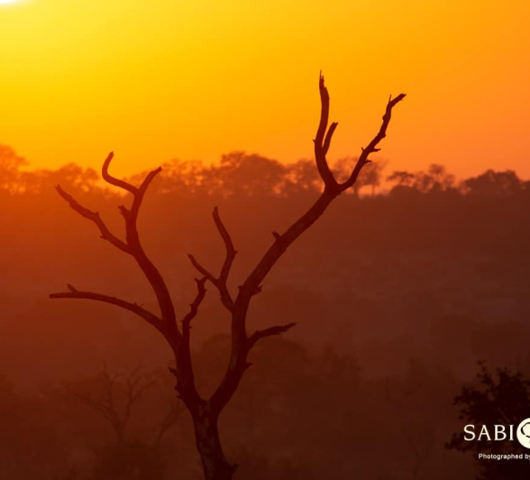 11Frederik Aucamp Bushveld Sunrise 21 05 2019 2 Final 11Frederik Aucamp Bushveld Sunrise 21 05 2019 2 Final