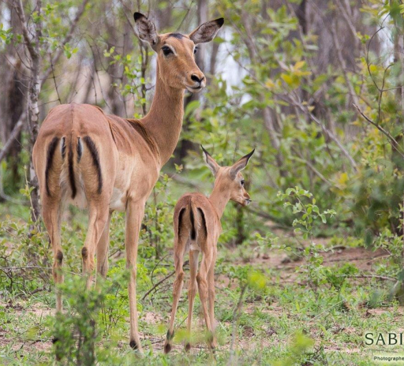12Franscois Rosslee Impala Final 12Franscois Rosslee Impala Final