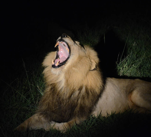 Majingi Yawn Majingi Yawn