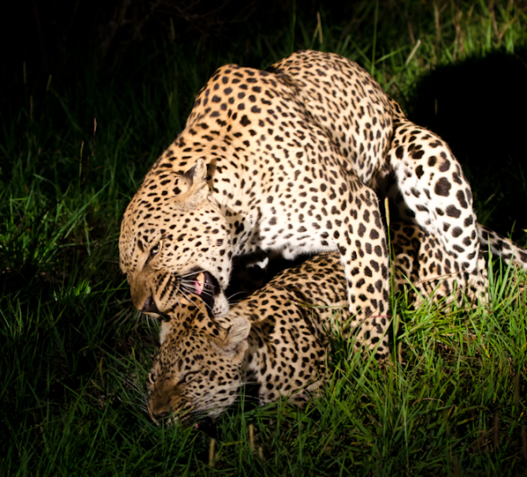 Leopards Mating 4 Leopards Mating 4