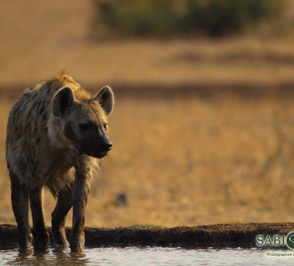 11Louise Murray 19092018 Hyena In Water Final 11Louise Murray 19092018 Hyena In Water Final