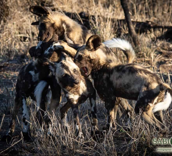 12Kerry Lee Roberg Wild Dogs.8 Final 12Kerry Lee Roberg Wild Dogs.8 Final