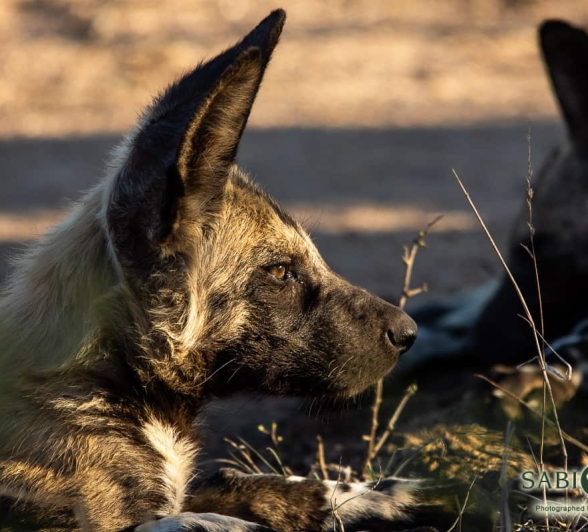 11Kerry Lee Roberg Wild Dogs.7 Final 11Kerry Lee Roberg Wild Dogs.7 Final