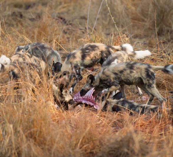 Wild Dogs Rich 3 Wild Dogs Rich 3