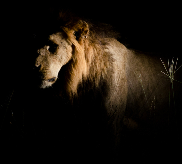 Kruger Males 4 Kruger Males 4