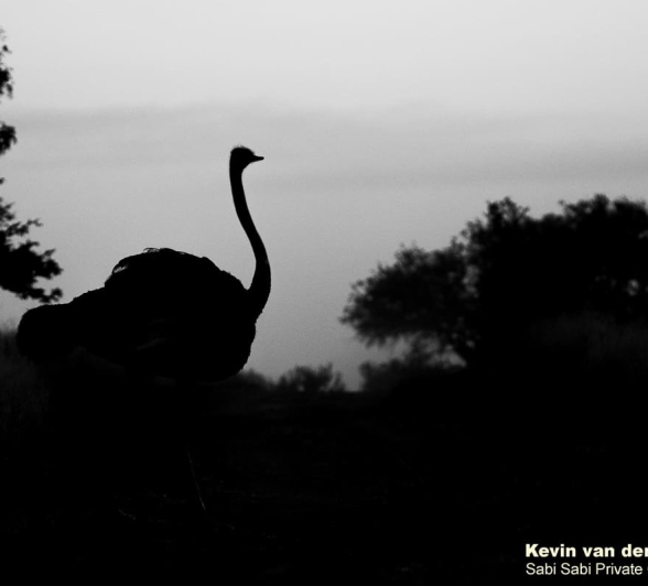 05Kevin Van Der Linde Ostrich 11052019 Final 05Kevin Van Der Linde Ostrich 11052019 Final