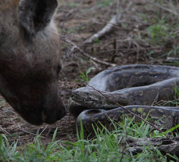 06Hyena Vs Python 5 Scaled 06Hyena Vs Python 5 Scaled