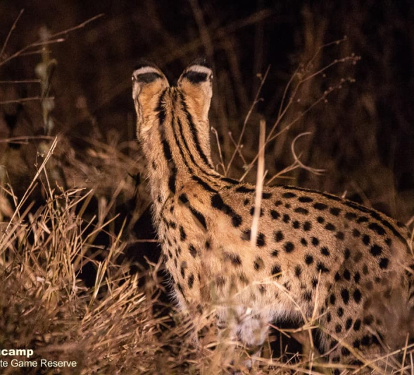 05Frederik Aucamp Serval 23 10 2019 Final 05Frederik Aucamp Serval 23 10 2019 Final