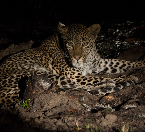 Kelenge Female 2 Kelenge Female 2