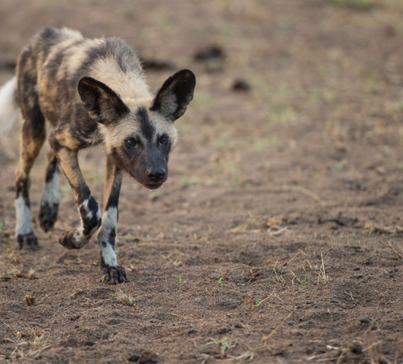 Wild Dogs Rich 2 Wild Dogs Rich 2