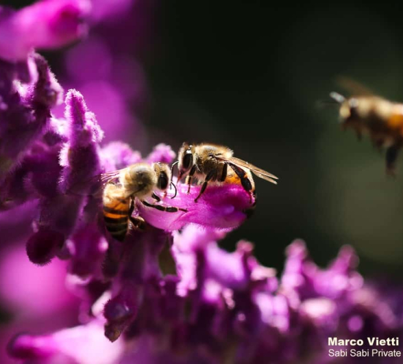 05Marco Vietti Bee 280220 Final 05Marco Vietti Bee 280220 Final