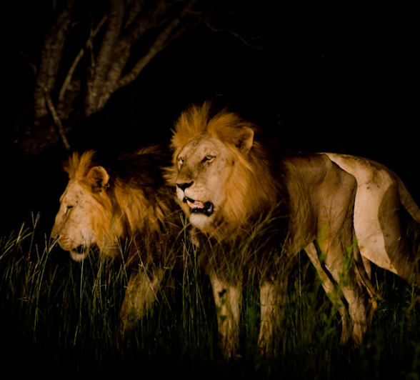 Kruger Males 3 Kruger Males 3