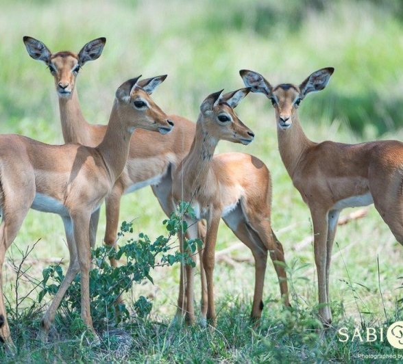 09Impalas.Terry Final 09Impalas.Terry Final