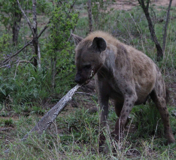01Hyena Vs Python Scaled 01Hyena Vs Python Scaled