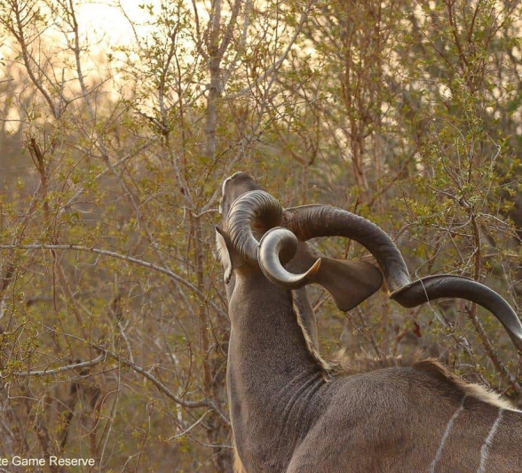 05Erin Herbst Kudu 1 070820 Final 05Erin Herbst Kudu 1 070820 Final