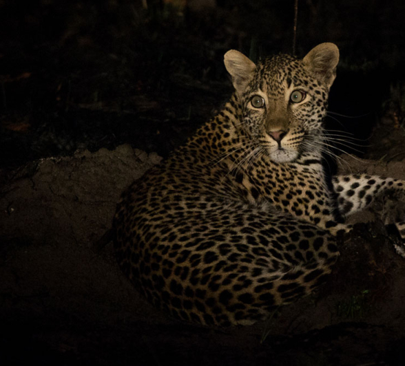 Kelenge Female 1 Kelenge Female 1
