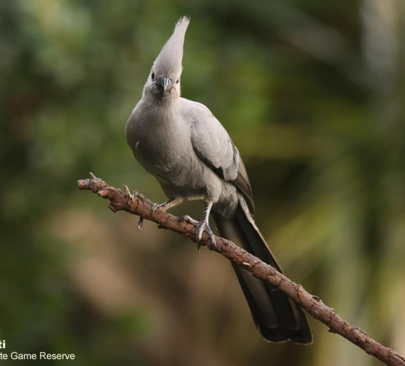 02Marco Vietti Grey Go Away Bird 010420 Final 02Marco Vietti Grey Go Away Bird 010420 Final