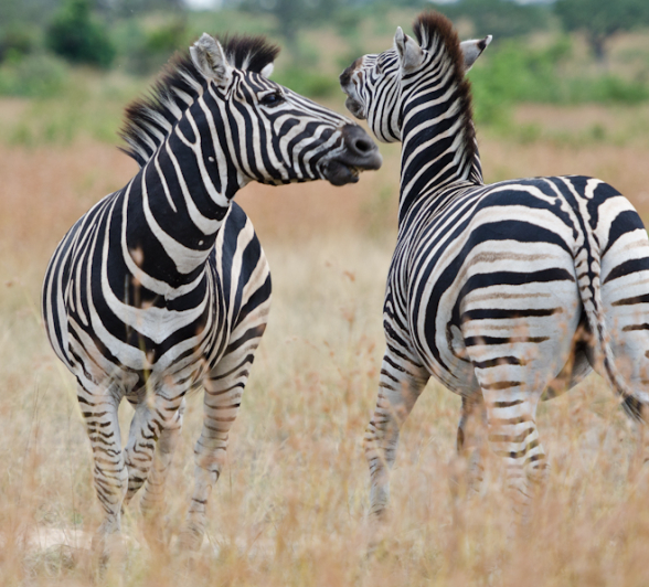 The darker side of the Zebra | Sabi Sabi Blog