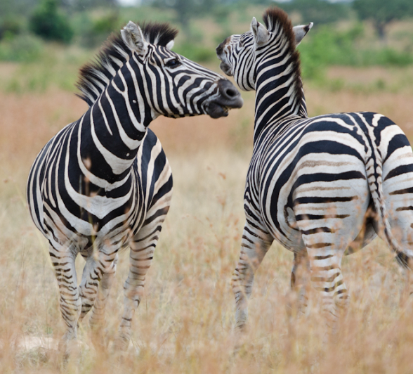 Is a zebra white with black stripes or black with white stripes? 