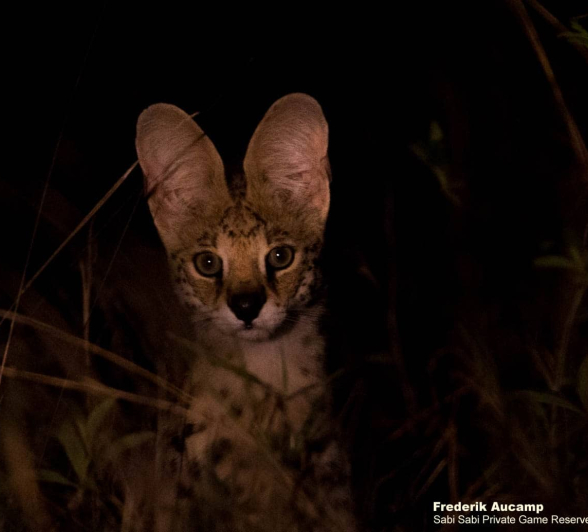 06Frederik Aucamp Serval Final 06Frederik Aucamp Serval Final