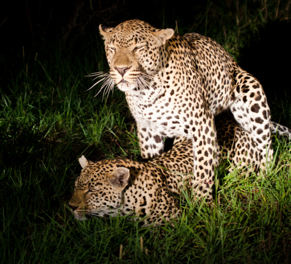 Leopards Mating 3 Leopards Mating 3