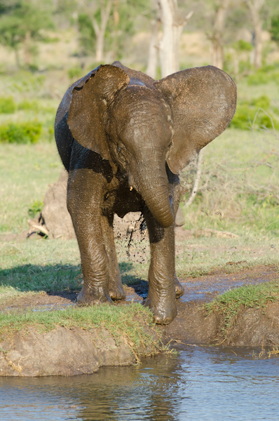 Elephant Bathing Elephant Bathing