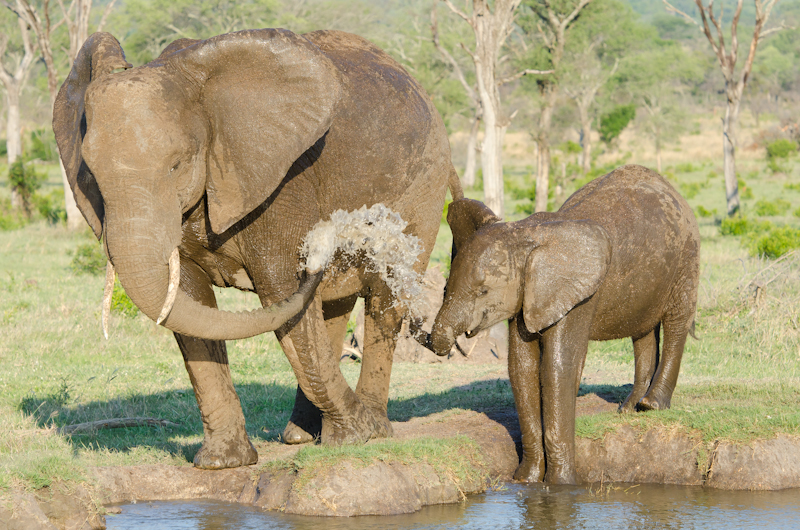 Elephants Bathing Elephants Bathing
