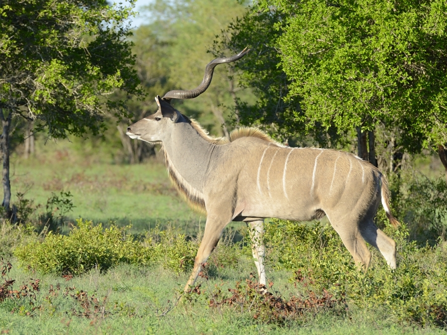 Kudu At Sabi Sabi Kudu At Sabi Sabi