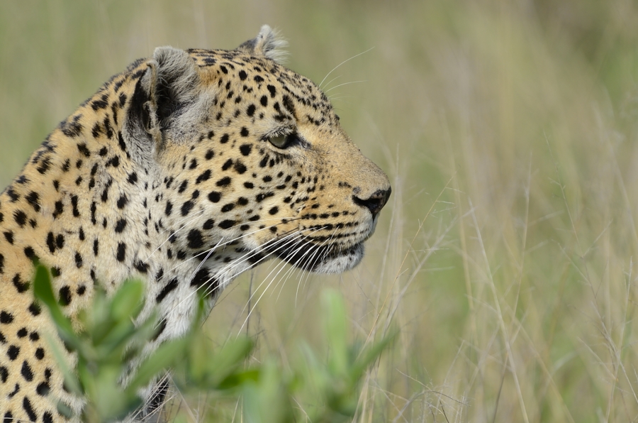 Leopard Stare On Safari Leopard Stare On Safari
