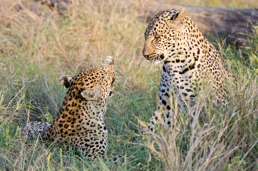 leap of leopards | Sabi Sabi Private Game Reserve Blog